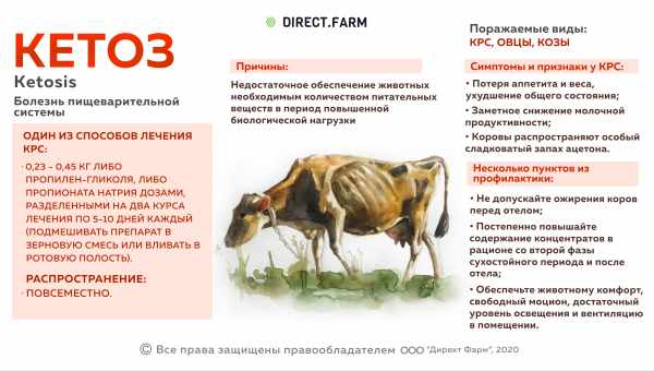 Как помочь корове при отравлении