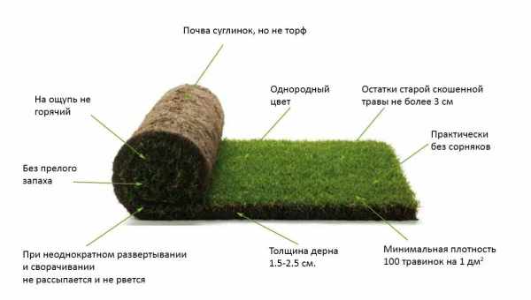 Рулонный газон — технология укладки