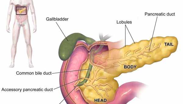 Поджелудочная железа – где находится и как болит