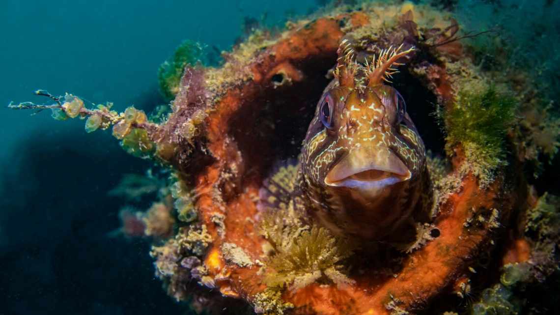 Underwater Photographer of the Year 2022: безумные кадры океана