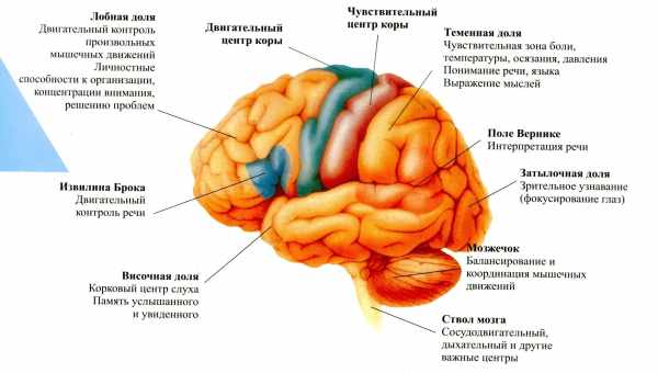 В мозге обнаружен центр бескорыстия