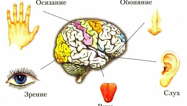 Пять чувств человека какие