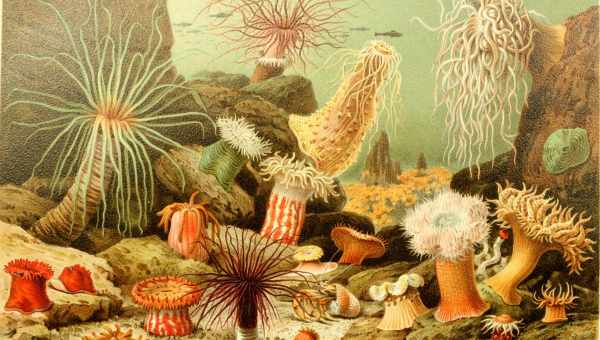 Найдены древнейшие многоклеточные организмы на Земле