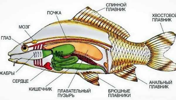 Есть ли у рыб обоняние