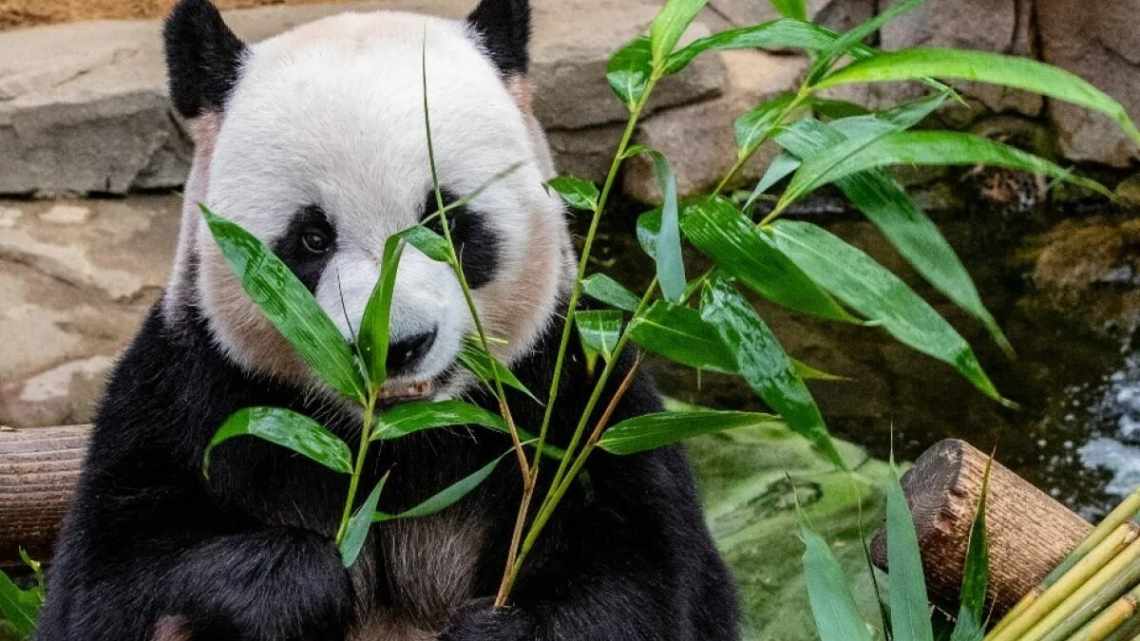 Как панды набирают вес, если едят только бамбук