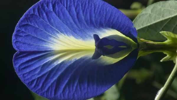 Клитория (Clitoria Ternatea): особенности выращивания и ухода, размножение, фото