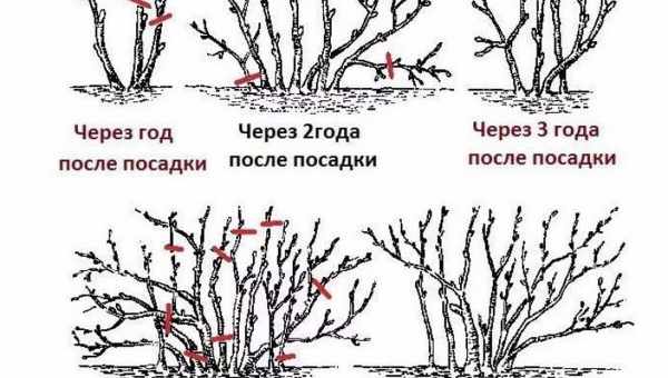 Обрезка смородины осенью для начинающих: видео, схема, инструкция