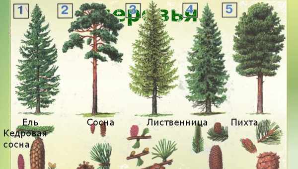 Какие растения можно сажать на место прежней культуры