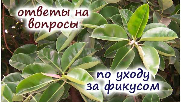 Уход за каучуконосным фикусом: что нужно для формирования красивой кроны