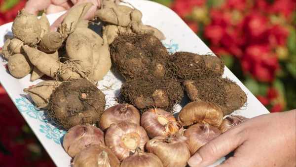 Хранение корневищ и луковиц георгинов зимой в домашних условиях