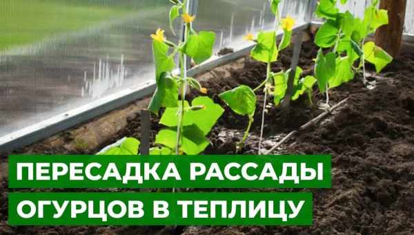 Огурцы в теплице из поликарбоната: посадка и уход