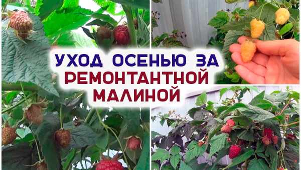 Уход за ремонтантной малиной осенью: схемы обрезки, инструкции, видео