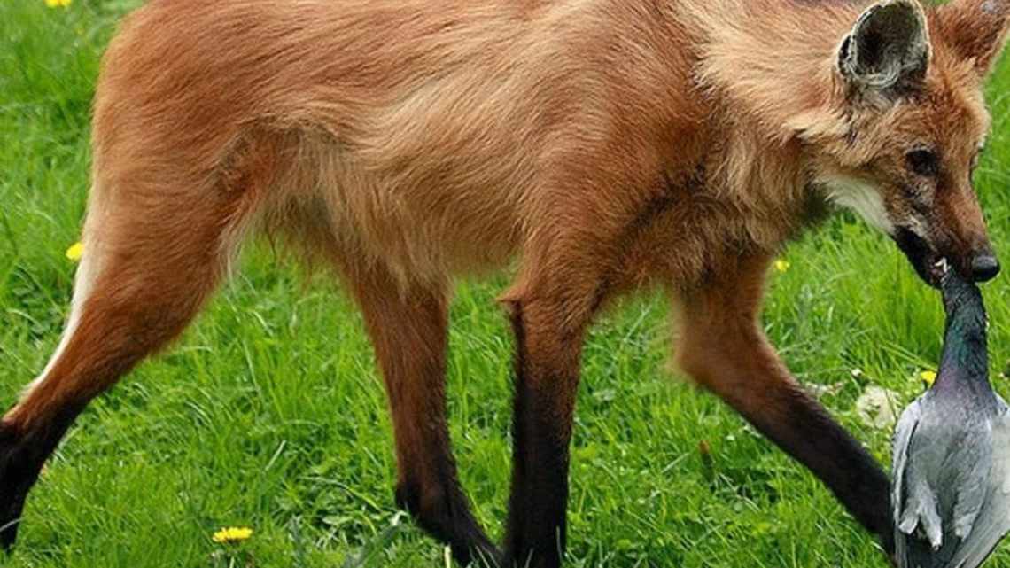 Гривистий вовк (chrysocyon brachyurus): опис виду, середовище проживання та цікаві факти про тварину