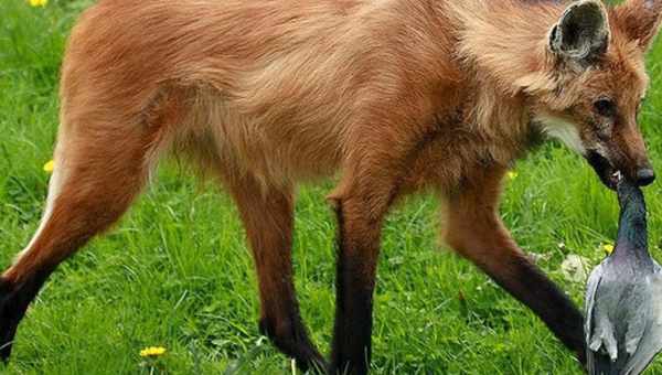 Гривистий вовк (chrysocyon brachyurus): опис виду, середовище проживання та цікаві факти про тварину