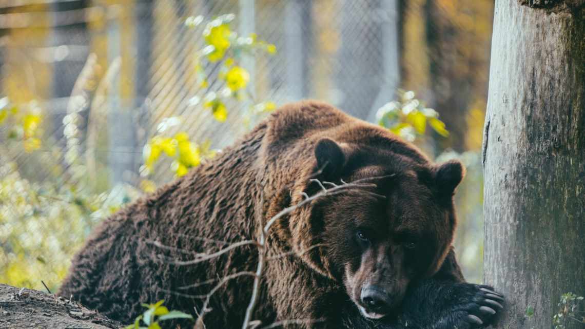 До чого сниться ведмежа? Сонник про ведмежат