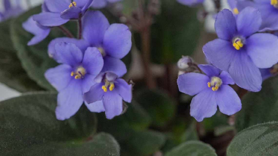 Чому не квітнуть кімнатні фіалки: основні причини, їх усунення