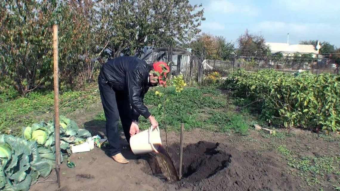 Як вибрати саджанець яблуні, зберегти його до весни і правильно посадити